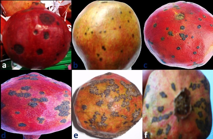 Alternaria Yanıklık Hastalığı Nedir?