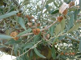 Zeytin Dal Kanseri (Pseudomonas syringae pv. savastanoi) Hastalığı Belirtileri ve Mücadele Yöntemleri