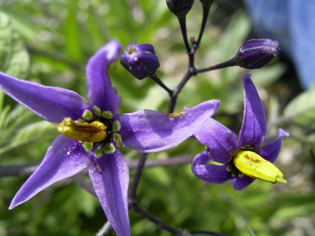 Acı Ot (Solanum dulcamara) Nedir, Dağlık Bölgelerde Nasıl Ayırt Edilir