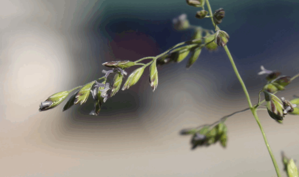 Adi Salkım Otu (Poa trivalis) Özellikleri ve Kullanım Alanları