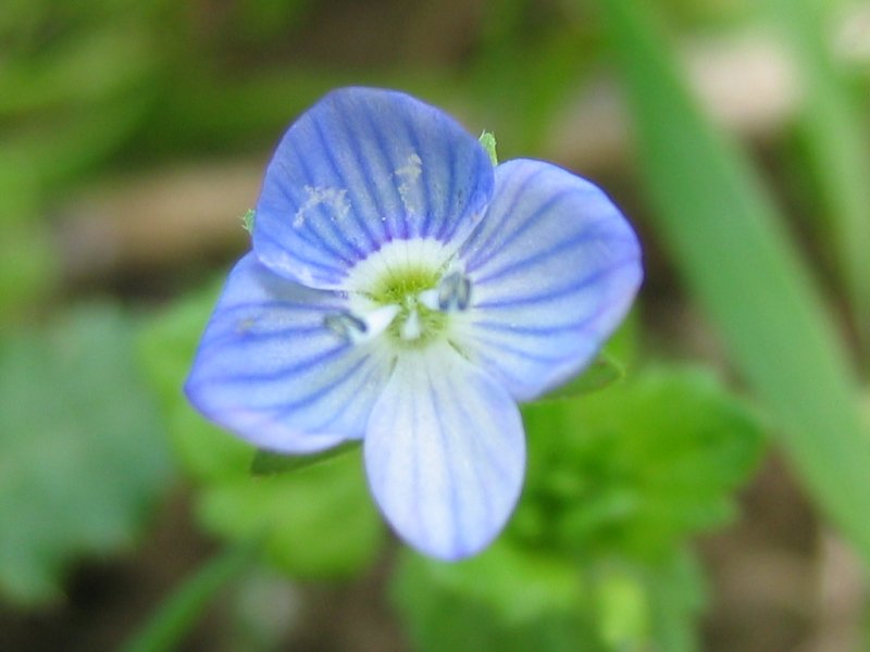 Adi Yavşan Otu (Veronica hederifolia) Nedir Özellikleri ve Faydaları