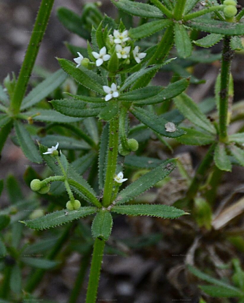 Boynuzlu Yoğurt Otu (Galium tricornutum) Nedir