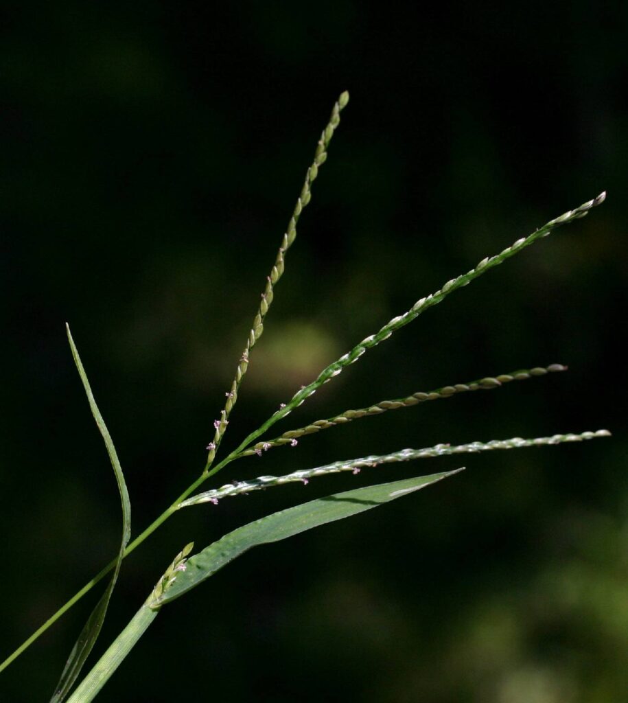 Çatalotu (Digitaria sanguinalis) Nedir