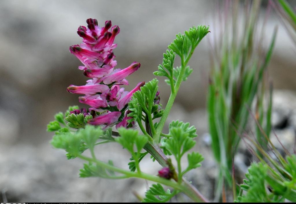 Hakiki Şahtere (Fumaria officinalis): Doğanın Gizli Arındırıcısı