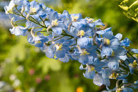 Hezaren Otu (Delphinium consolida) Nedir
