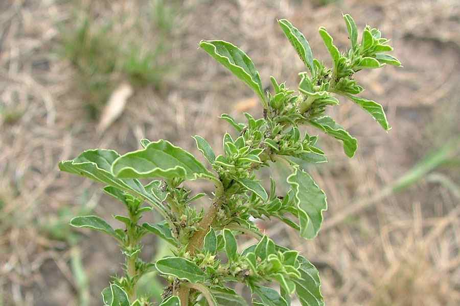 Horoz İbiği (Amaranthus albus) Bitkisi