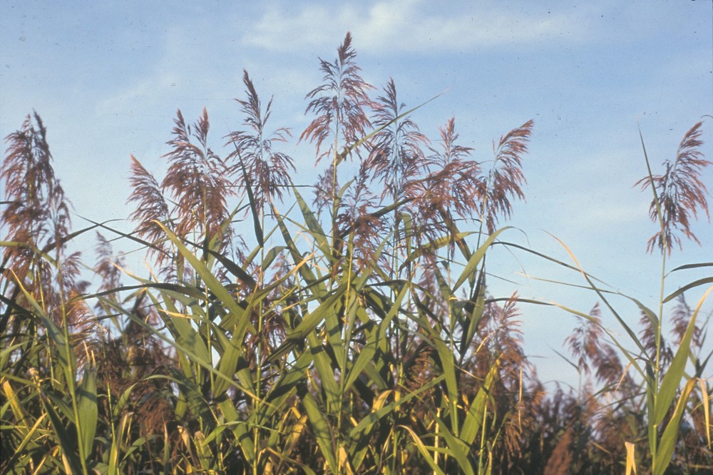 Kamış (Phragmites australis) Nedir ve Nerelerde Yetişir
