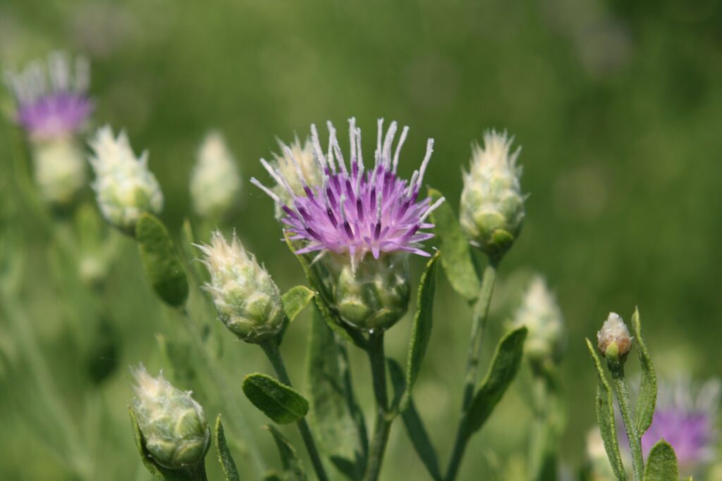 Kekre (Acroptilon repens) Nedir ?