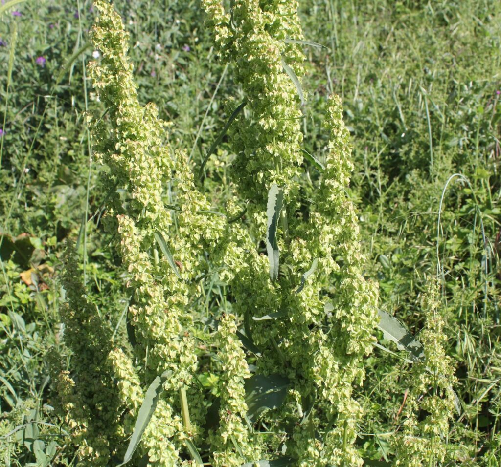 Kıvırcık Labada (Rumex crispus) Nedir