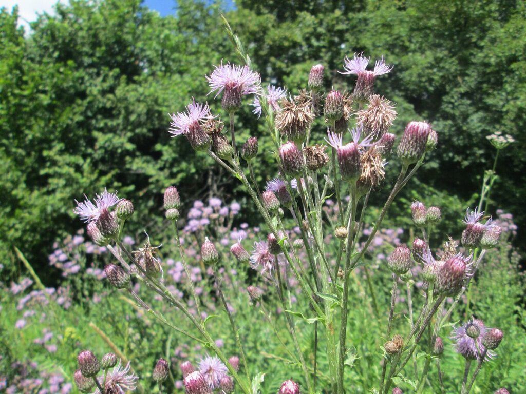 Köygöçerten Otu (Cirsium arvense) Nedir Özellikleri ve Mücadele Yolları
