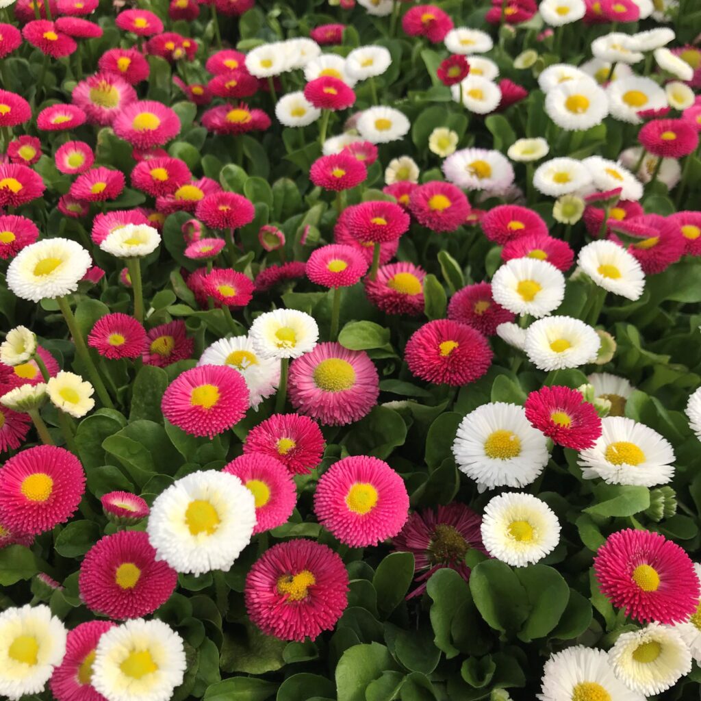 Koyungözü (Bellis perennis) Nedir ?