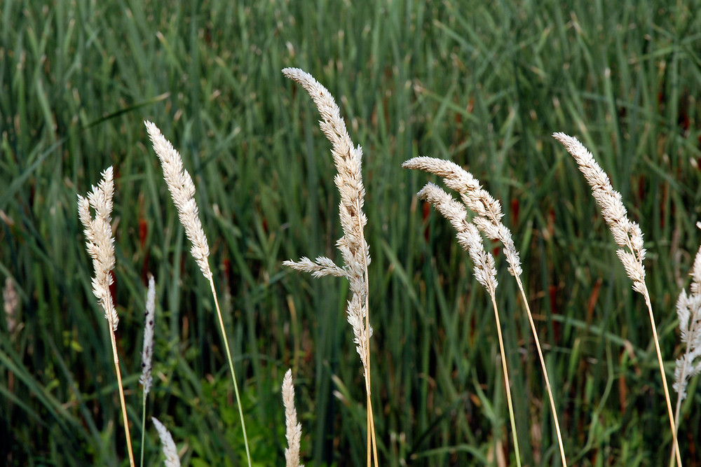 Kuş Otu (Phalaris spp) Özellikleri Faydaları ve Kullanım Alanları