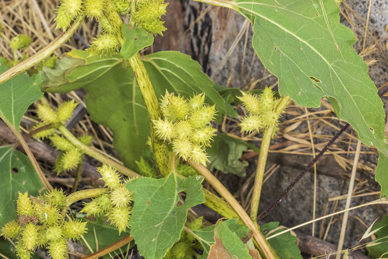 Pıtrak Bitkisi (Xanthium macrocarpus) Tohumları ve Tarla Bitkilerine Etkisi