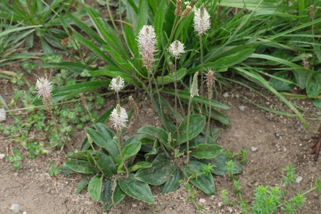 Ortanca Sinir Otu Nedir (Plantago media) Özellikleri ve Faydaları