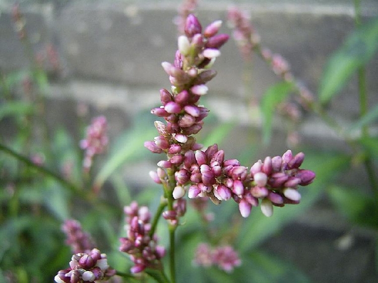 Söğüt Otu (Polygonum persicae) Nedir Faydaları ve Özellikleri