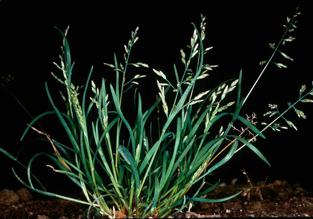 Tavşan Bıyığı (Poa annua) Nedir Özellikleri ve Mücadele Yöntemleri