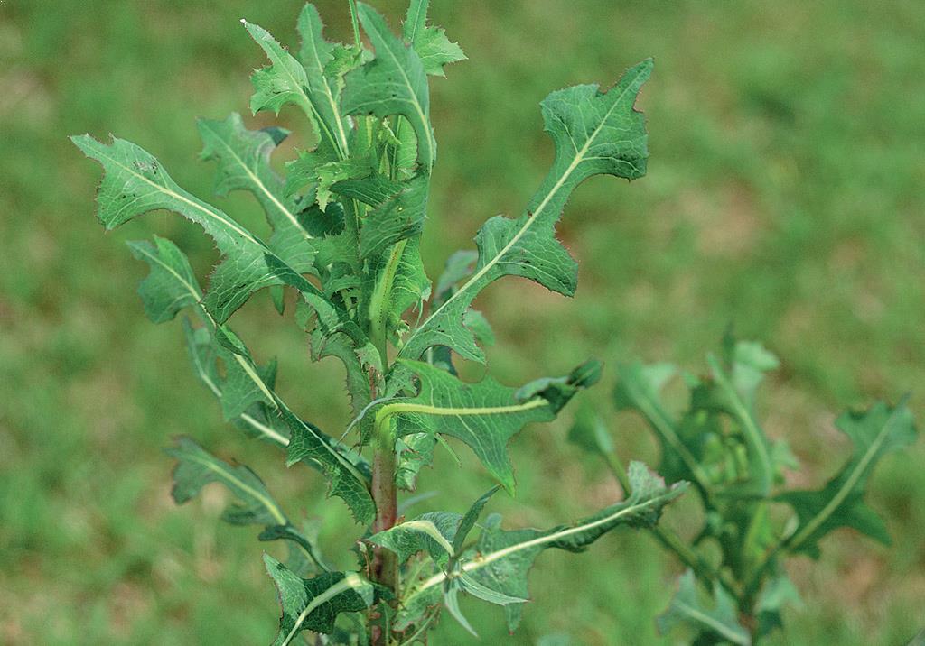 Yabani Marul (Lactuca serriola) Nedir Yetişme Alanları ve Bitkisel Özellikleri