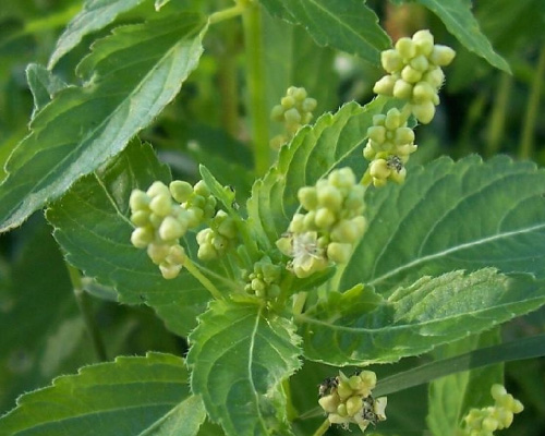 Yer Fesleğeni (Mercurialis annua) Zehirli mi, Hayvanlar İçin Tehlikeler