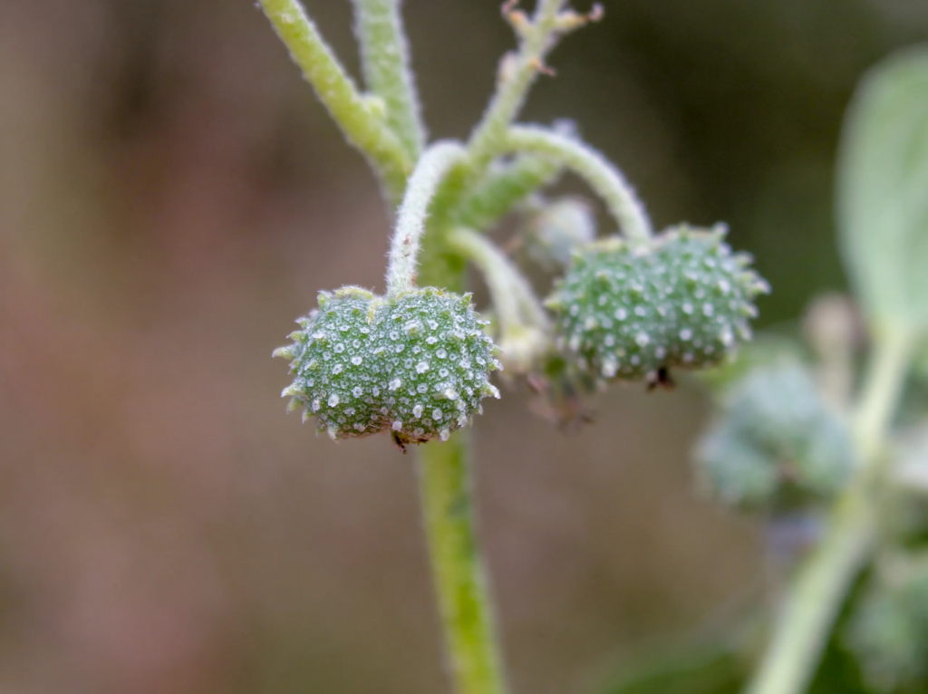 Bambul Otu Chrozophora tinctoria Nedir Özellikleri ve Doğadaki Yeri