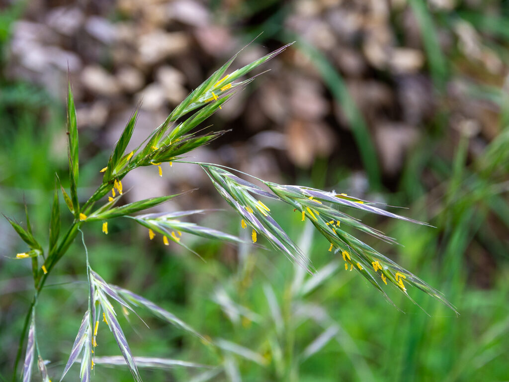 Brom (Bromus sp) Doğal Ekosistemin Önemli Otsu Bitkisi