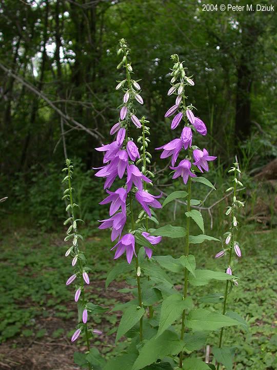 Çan Çiçeği (Campanula rapunculoides) Bahçelerde Zarafetin ve Dayanıklılığın Simgesi
