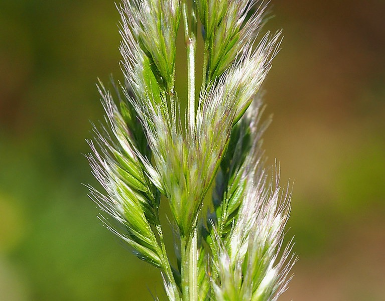 Çeltiksi Darıcan Nedir? Echinochloa oryzoides ile Çeltik Tarlalarında Etkili Mücadele Yöntemleri