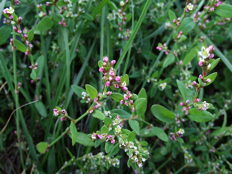 Çoban Değneği Otu (Polygonum aviculare) Nedir Özellikleri Nelerdir