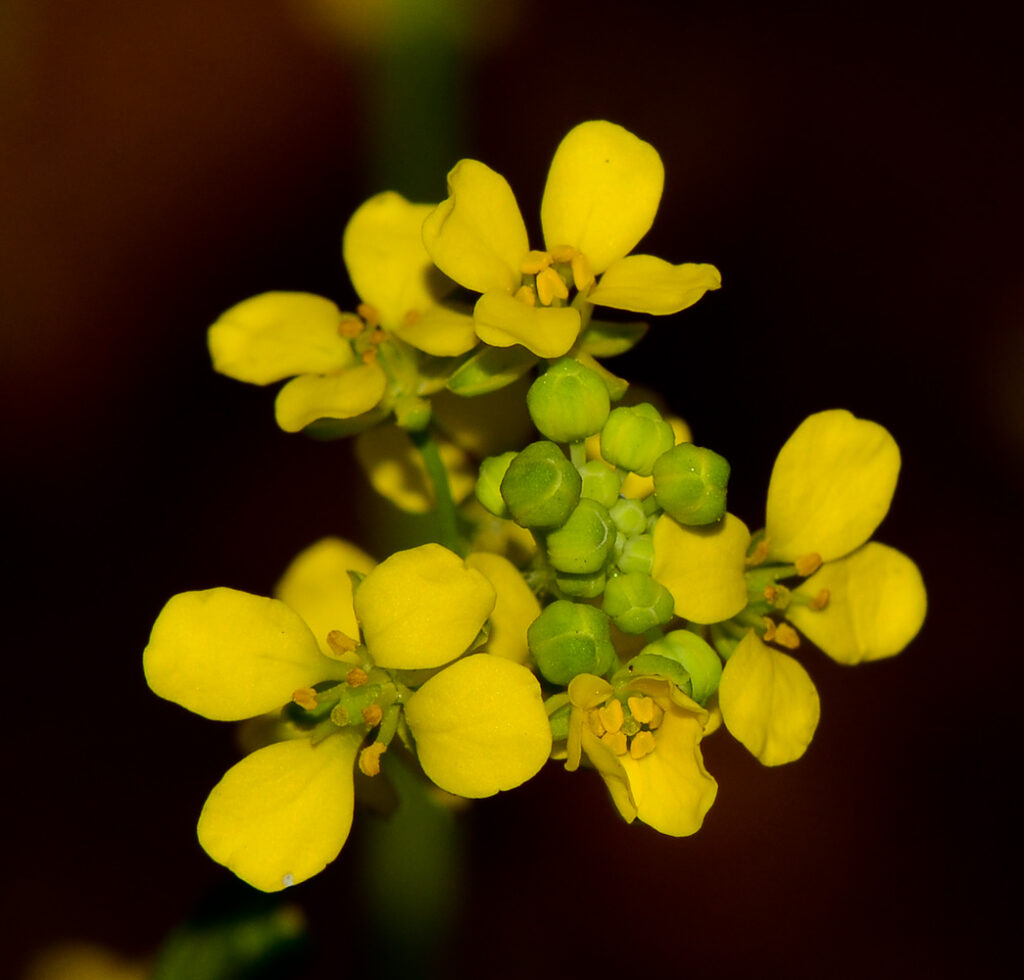 Çukurova Hardalı Nedir (Ochthodium aegyptiacum) Özellikleri ve Bilinmeyenleri