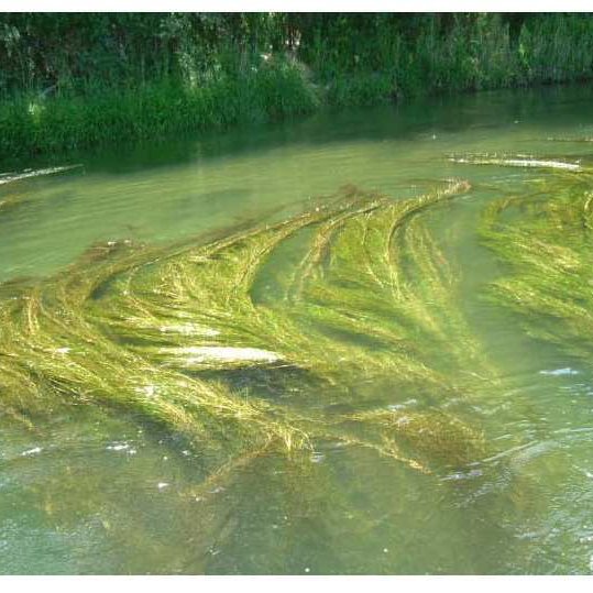 Dip Otu (Potamogeton pectinatus) Suların Sessiz Kahramanı Ekosisteme Etkileri Nelerdir