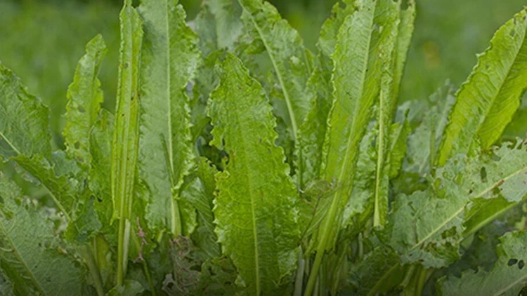 Evelik Otu Nedir? Faydaları, Kullanımı ve Bilinmesi Gerekenler