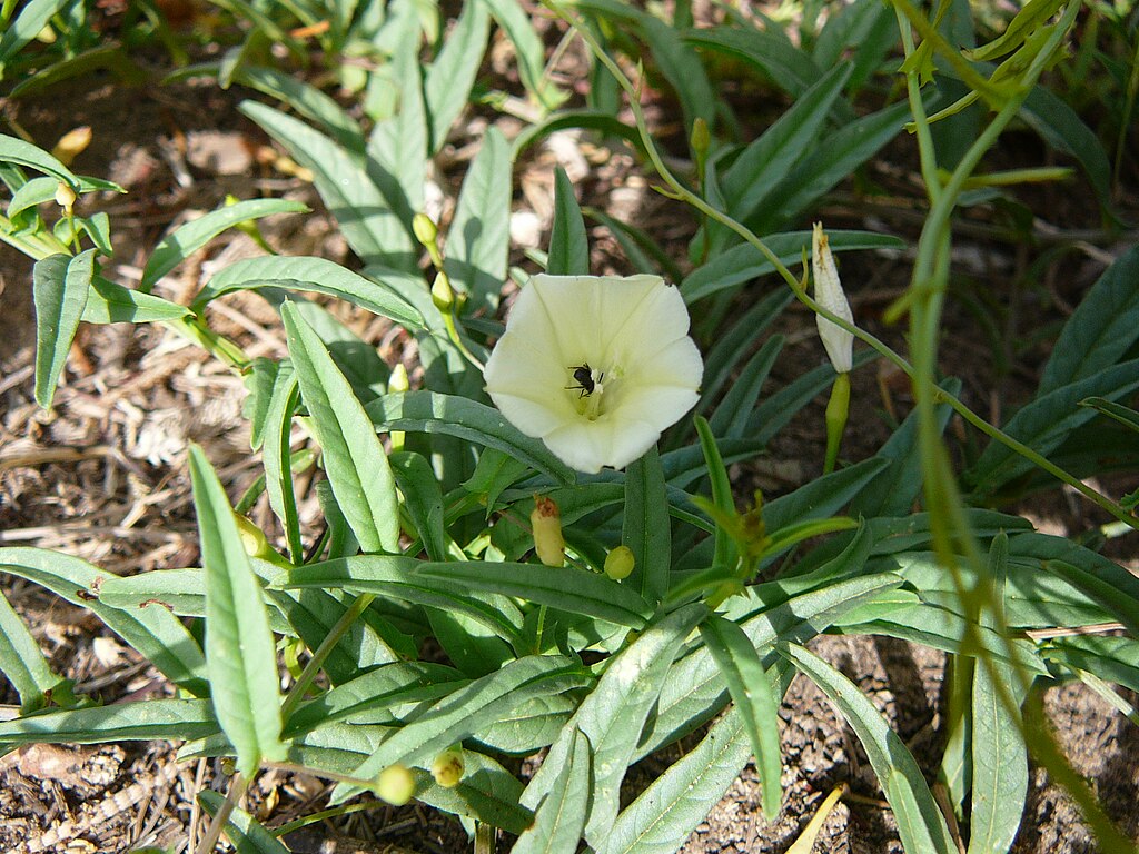 Gece Sefası (Ipomea stoplonifera) Nedir Renkli Güzelliği ve Şifasıyla Akşamsefasının Faydaları