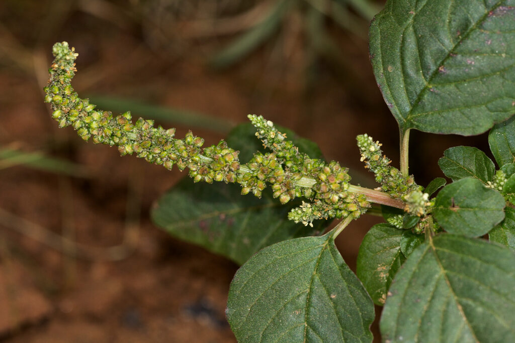Gri Lekeli Amarant (Amaranthus lividus) Besleyici ve Çok Yönlü Bir Bitki