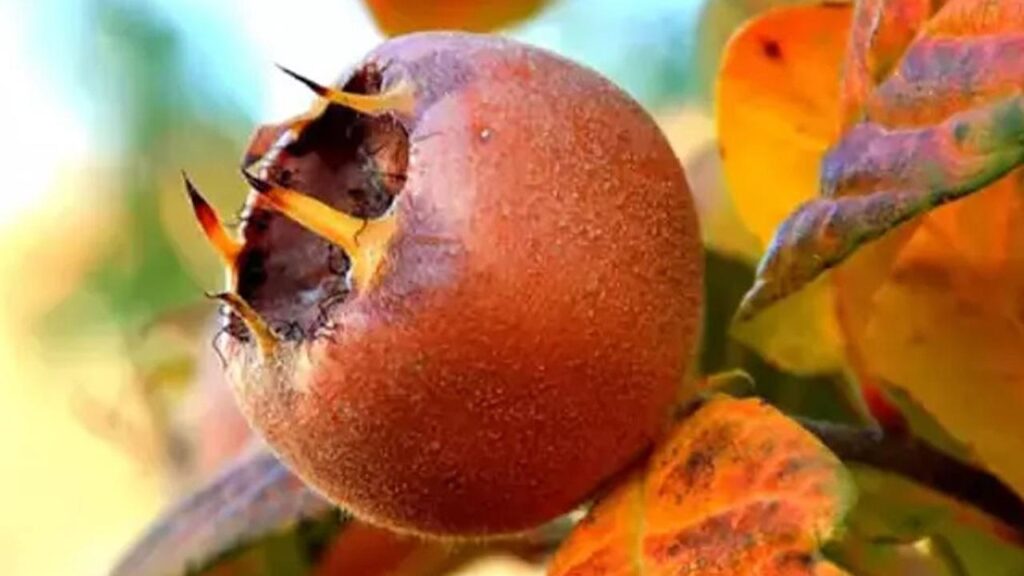 Muşmula Bağışıklığı Güçlendiriyor: Faydaları ve Tüketim Yöntemleri