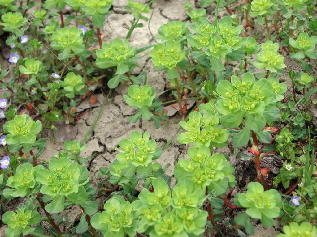 Güneş Sütleğeni (Euphorbia helioscopia) Nedir