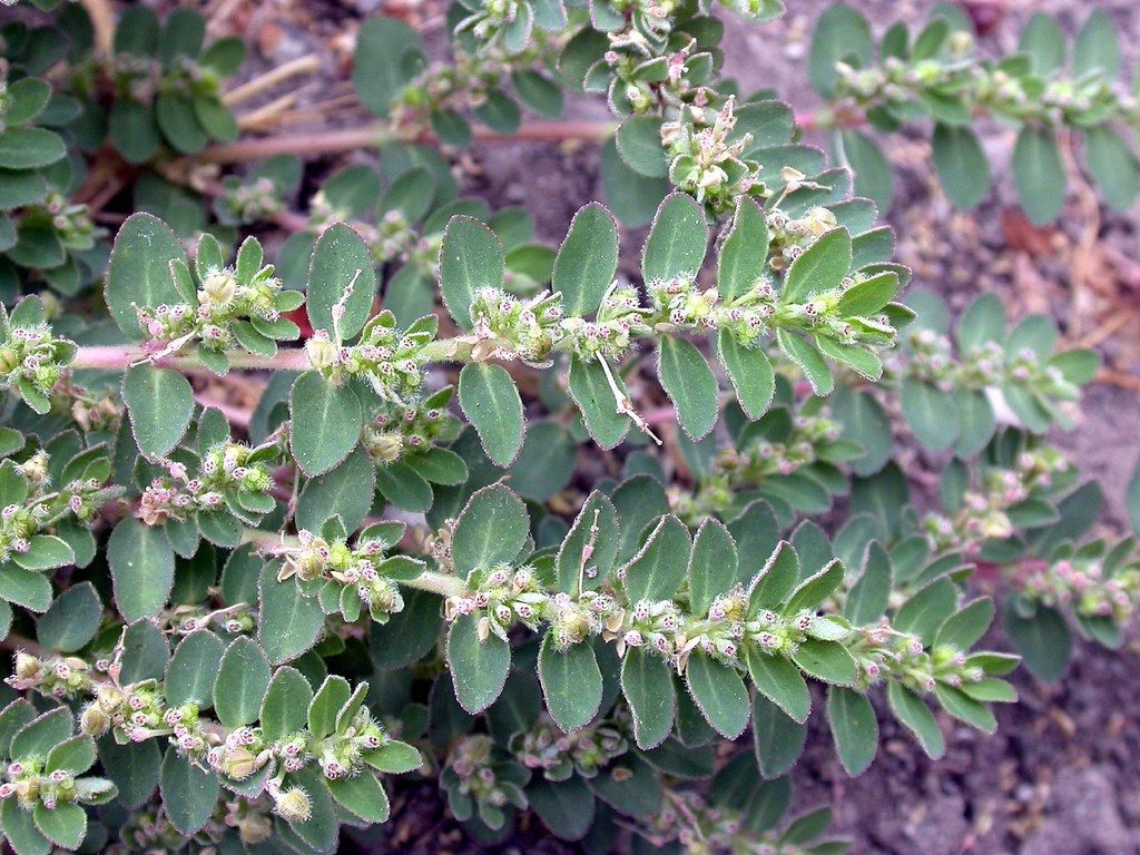 Hanim Döşeği (Euphorbia prostrata) Nedir Özellikleri ve Faydaları