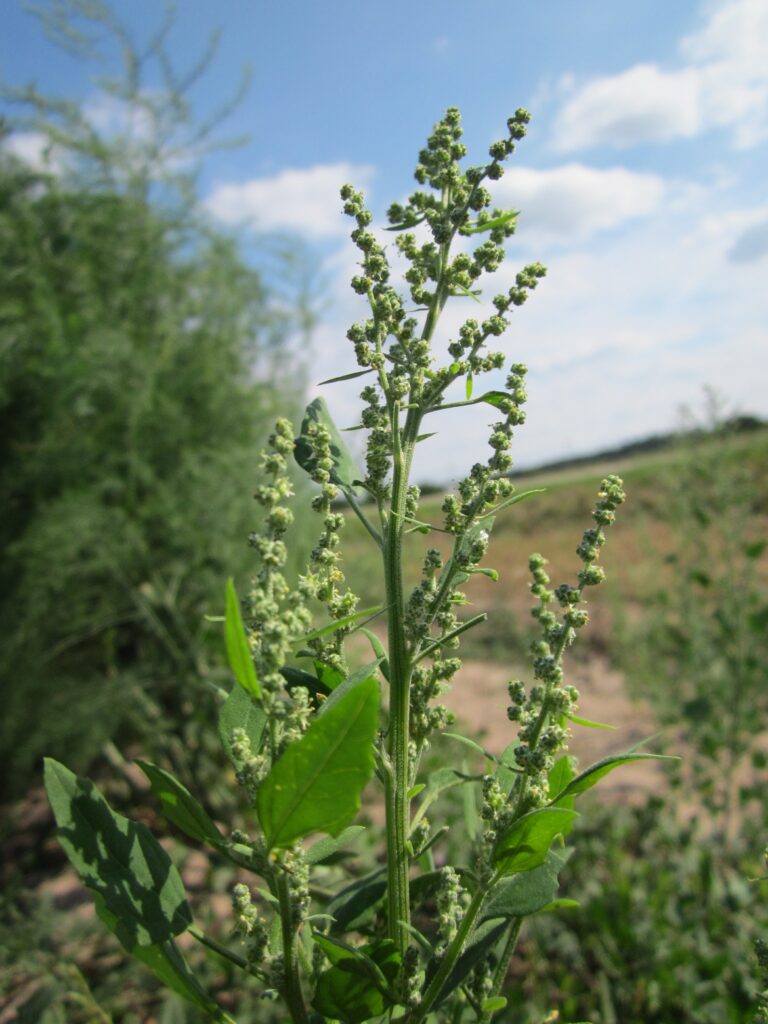 Kazayağı Otu (Chenopodium botrys) Nedir Kazayağı Bitkisinin Özellikleri ve Kullanımı
