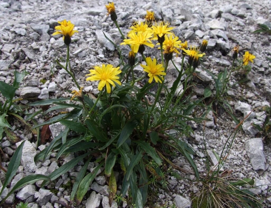 Killi Hindiba (Crepis aspera) Doğanın Şifa Kaynağı