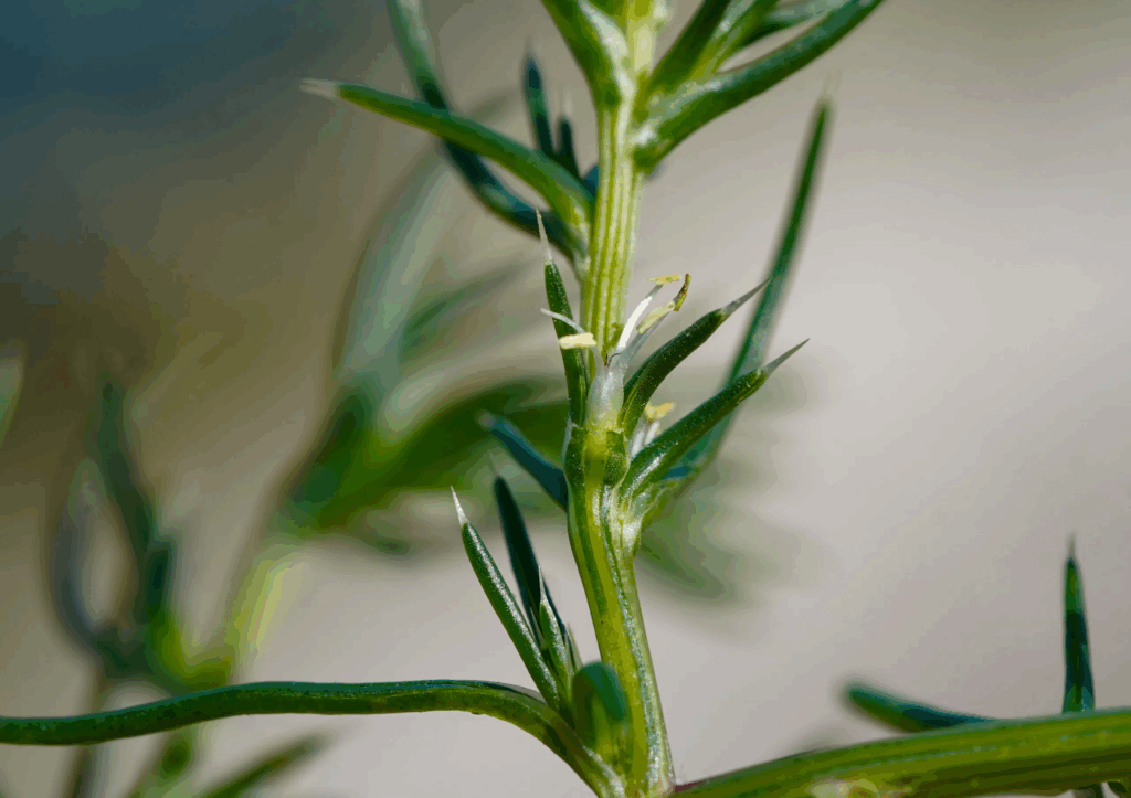 Soda Otu Nedir (Salsola ruthenica)