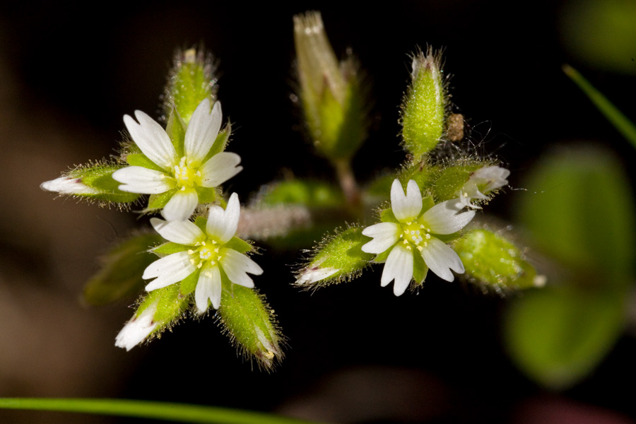 Topak Boynuz (Cerastium glomeratum) Nedir Özellikleri Nelerdir