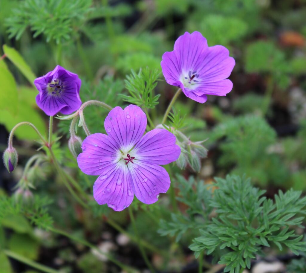 Turna Gagası (Geranium dissectum) Nedir Özellikleri Nelerdir? Doğada Neden Bu Kadar Önemlidir?