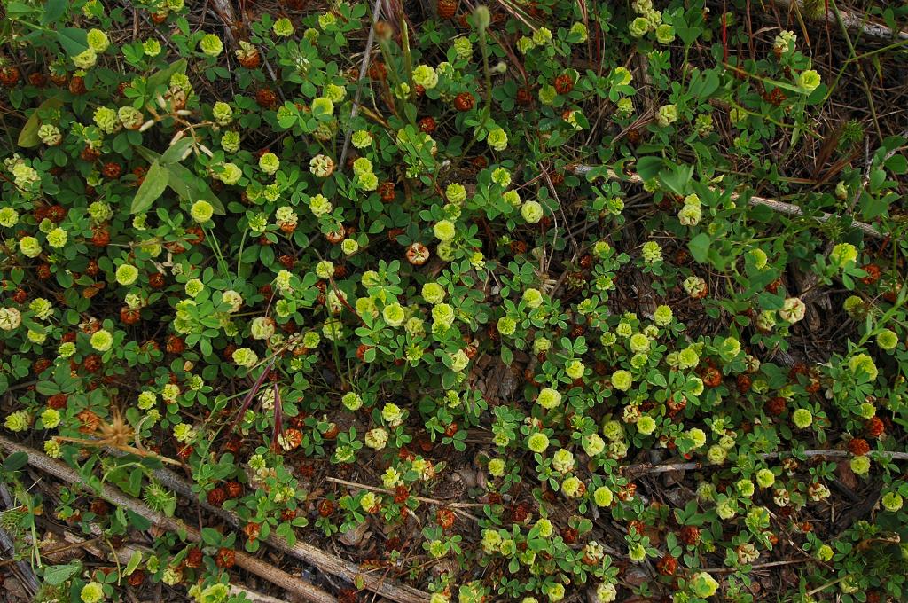 Yabani Yonca (Medicago spp) Hakkında