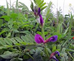 Yabani Fiğ (Vicia spp) Yetiştiriciliği Nasıl Yapılır? Verimi Artıran En Doğru Teknikler