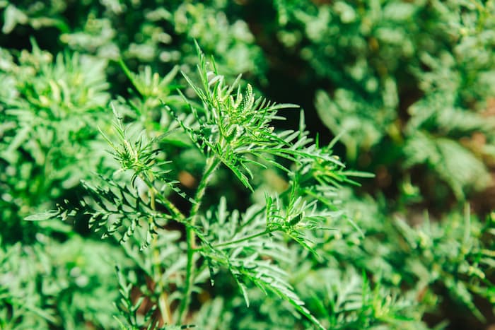 Yabani Pelin Otu (Artemisia vulgaris) Nedir? Şifa Kaynağı Bu Bitkinin Bilinmeyen Özellikleri