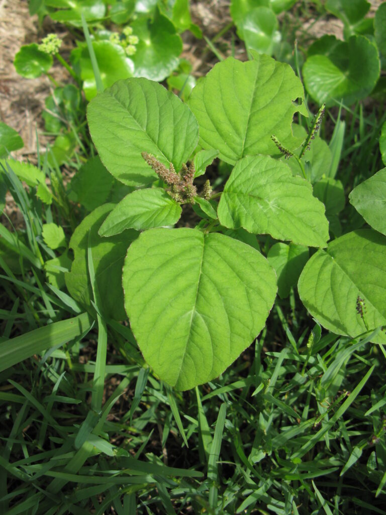 Yeşil Horoz İbiği (Amaranthus viridis)