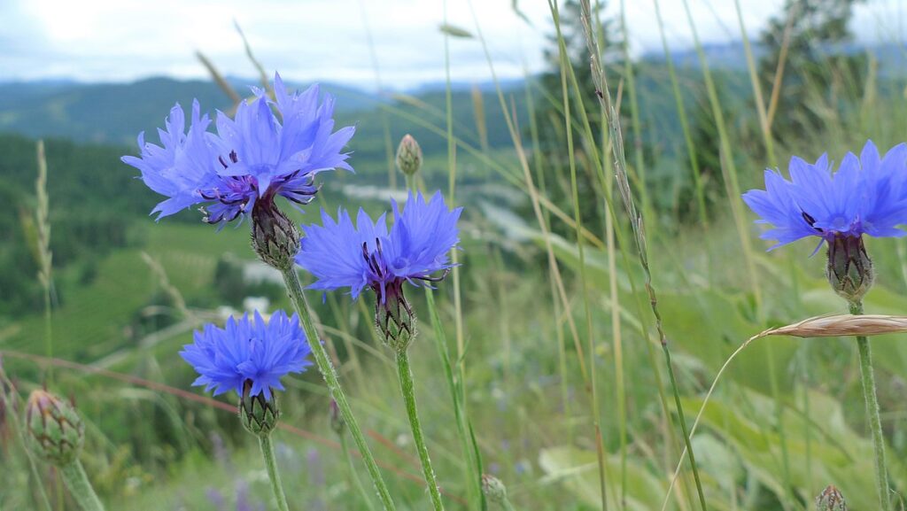 Peygamber Çiçeği (Centaurea cyanus) Faydaları Nelerdir Mavi Kantaron