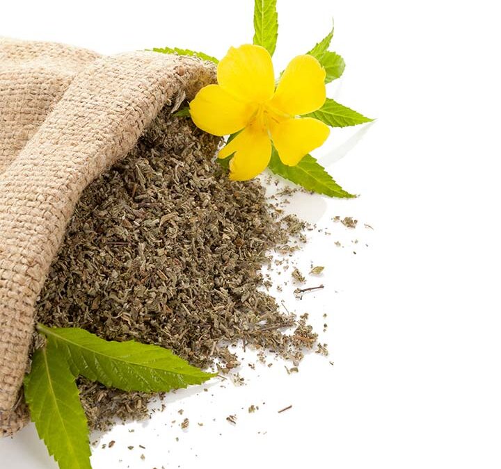 Damiana Bitkisi Nedir? Doğanın Güç Veren Şifalı Bitkilerinden Biri