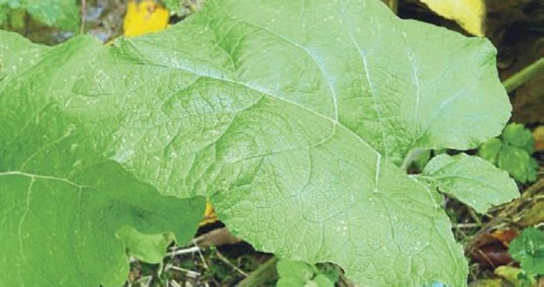 Deve Kulağı (Limonium limbatum) Nedir Ne İşe Yarar Doğanın Kıyıdan Gelen Şifası