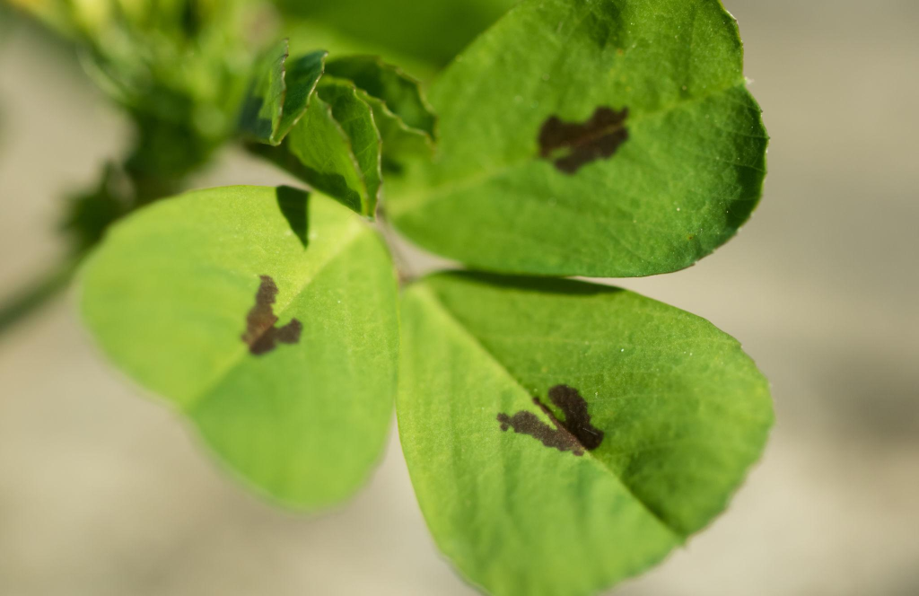 Benli Yonca (Medicago arabica) Faydaları Nelerdir Şaşırtan Özellikleriyle Arap Yoncası Rehberi
