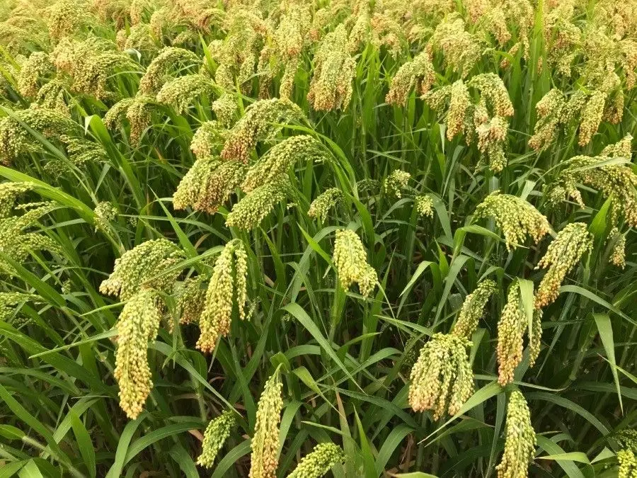 Darı (Panicum miliaceum) Nedir? Özellikleri, Yetiştiği Yerler ve Bitkisel Yapısı