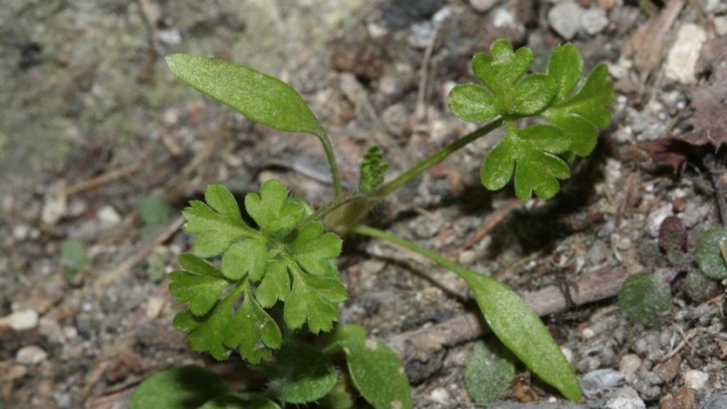 Deligımı Bitkisi (Anthriscus caucalis) Hakkında Bilinmesi Gerekenler